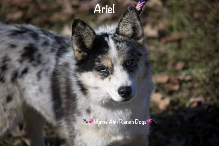 Ariel, a Pomsky tested with EmbarkVet.com