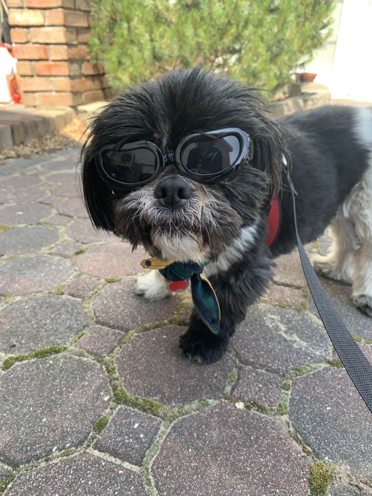 DAJ, a Shih Tzu tested with EmbarkVet.com