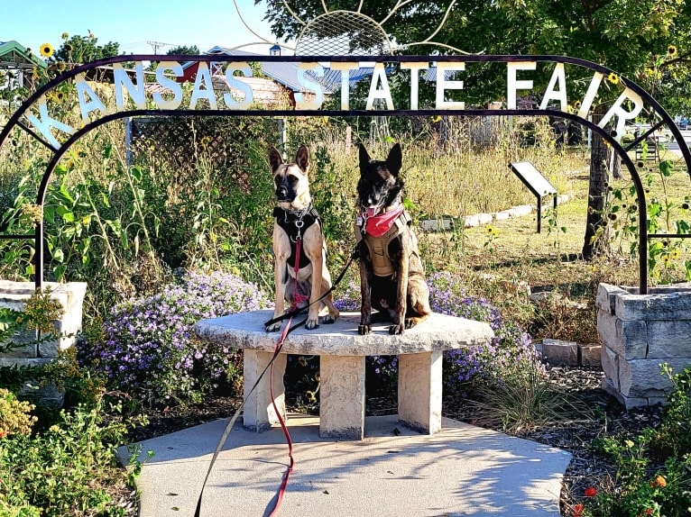 Carbonado, a Belgian Malinois and German Shepherd Dog mix tested with EmbarkVet.com