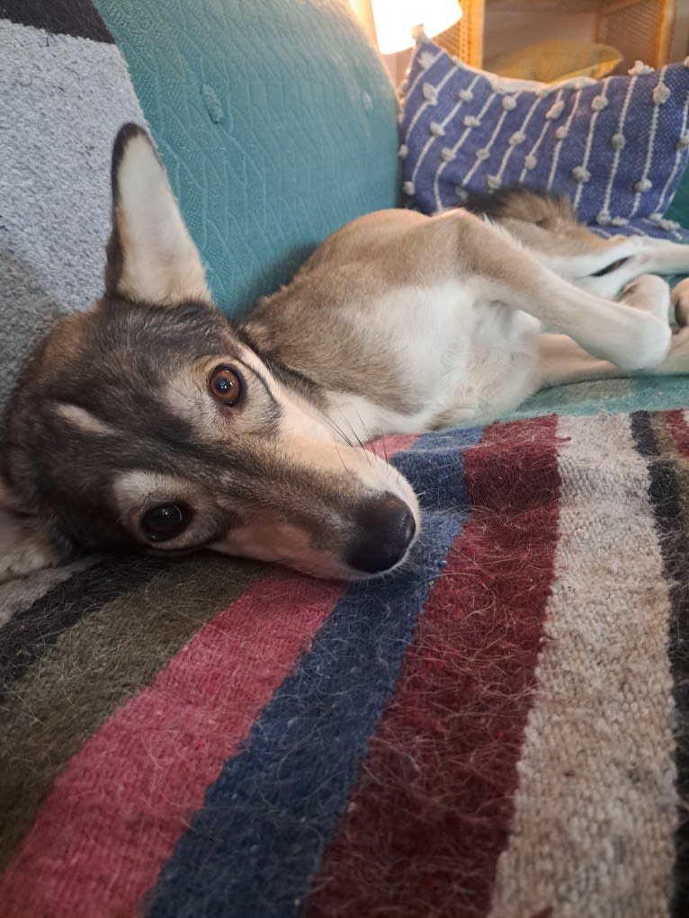 Frida, an Alaskan-type Husky tested with EmbarkVet.com