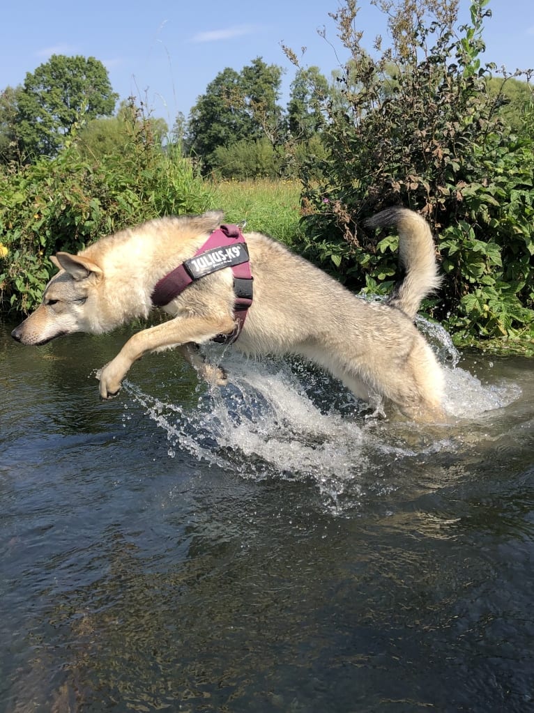 Caya, a Czechoslovakian Vlcak tested with EmbarkVet.com