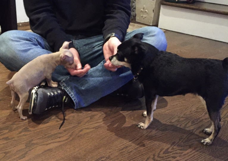 Roo, a Miniature Pinscher tested with EmbarkVet.com