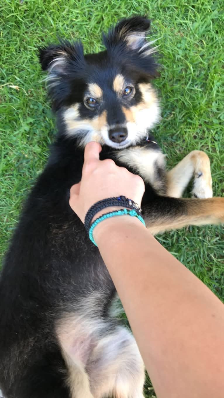 Pablo, a Pomeranian and Russell-type Terrier mix tested with EmbarkVet.com