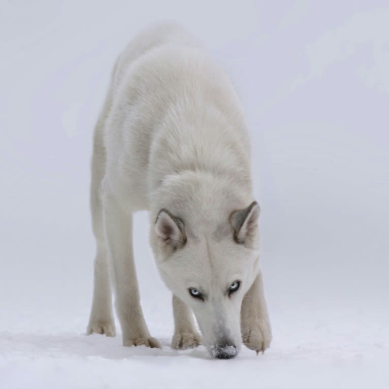 DEMON, a Gerberian Shepsky (5.0% unresolved) tested with EmbarkVet.com