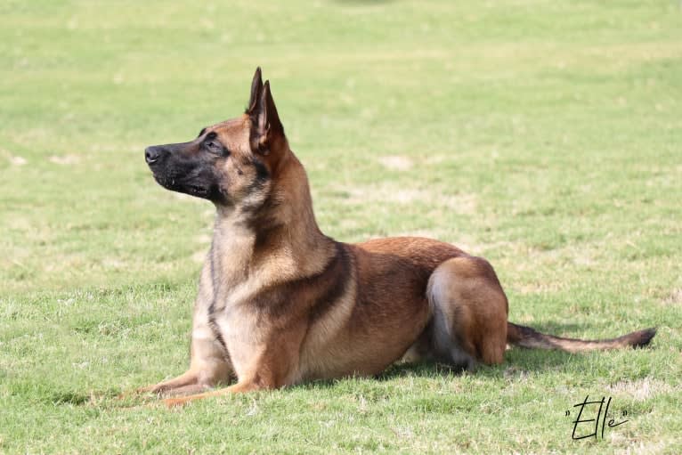 Elle, a Belgian Shepherd tested with EmbarkVet.com