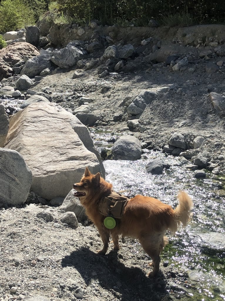 Poi, a Chow Chow and German Shepherd Dog mix tested with EmbarkVet.com