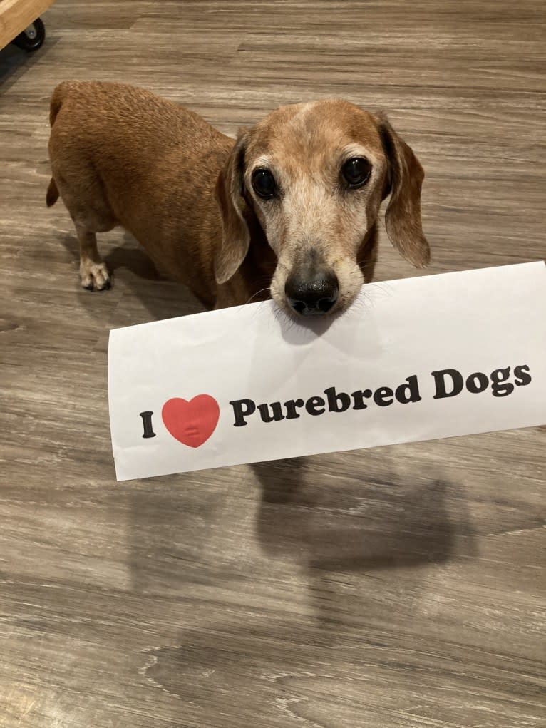 URO3 NI NE Jacob Levi RI SWA SHDNE CGCA TKP RATN RL1X RL2 RLV2X CW-ARA CW-DDA CW-Ob2A, a Dachshund tested with EmbarkVet.com