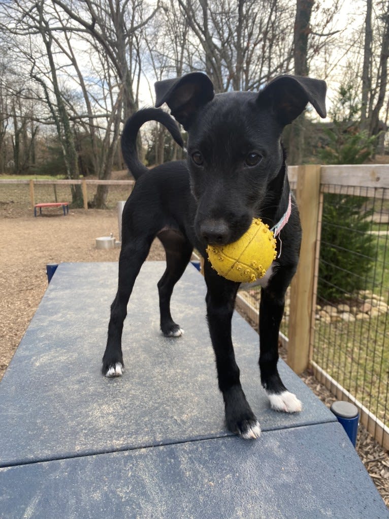 Luna, a Mountain Cur and Russell-type Terrier mix tested with EmbarkVet.com