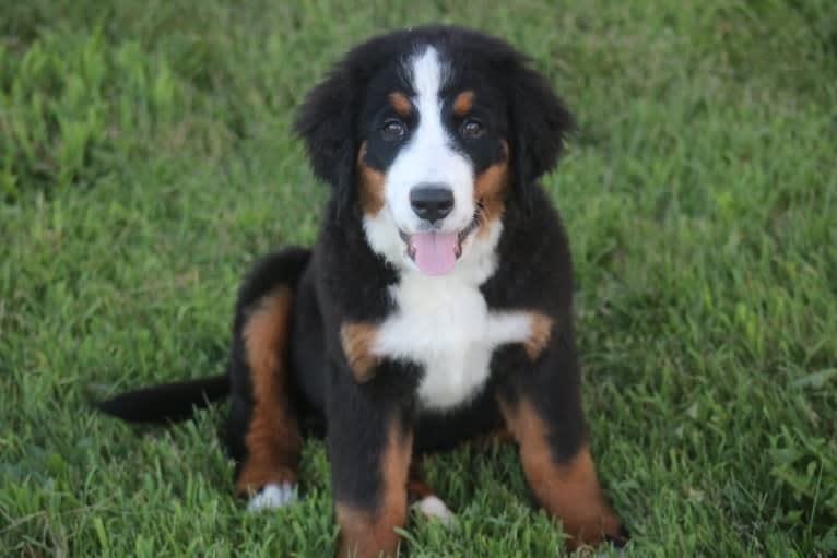 Dolly, a Bernese Mountain Dog tested with EmbarkVet.com