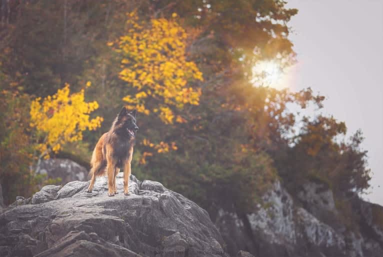 Faro, a Belgian Shepherd tested with EmbarkVet.com