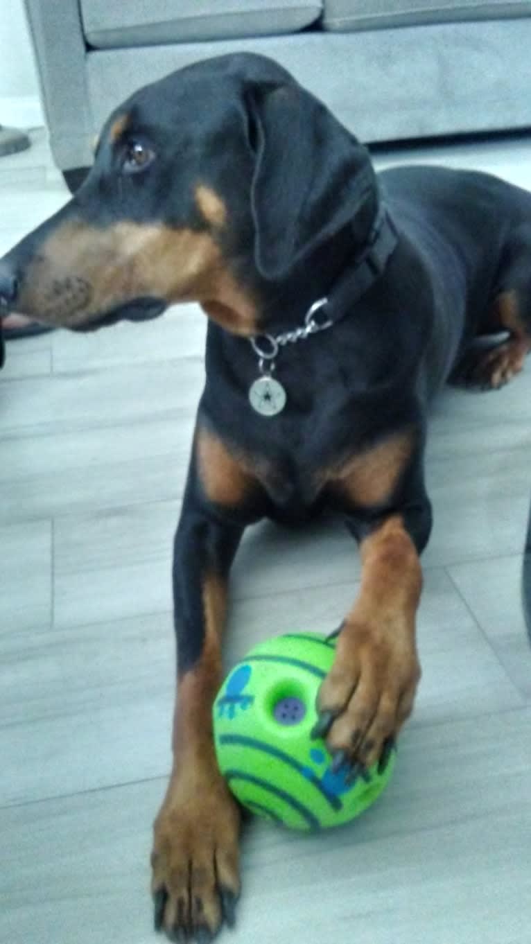 Dallas, a Doberman Pinscher tested with EmbarkVet.com