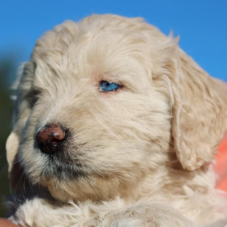 Nova, a Goldendoodle tested with EmbarkVet.com