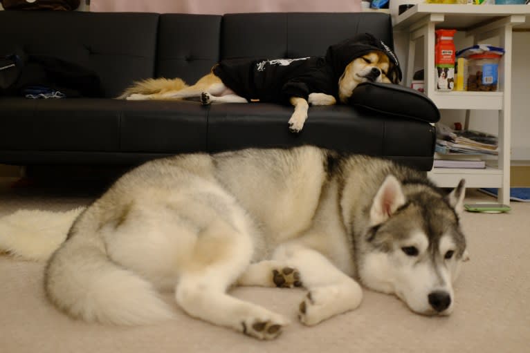 Timber, a Siberian Husky tested with EmbarkVet.com