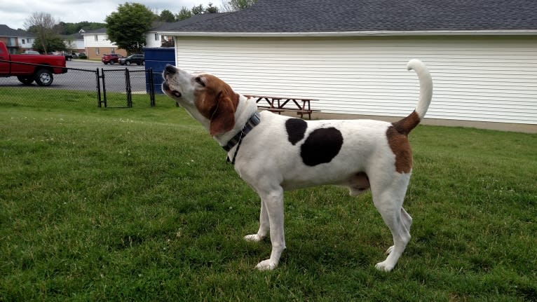 Little Joe, aka "Scar Face,"  Our #1 Hound Dog, a Treeing Walker Coonhound tested with EmbarkVet.com