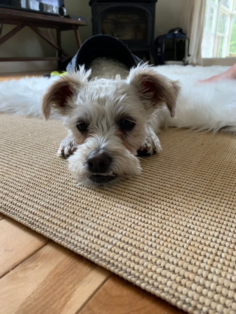 Finley, an American Village Dog and Poodle (Small) mix tested with EmbarkVet.com