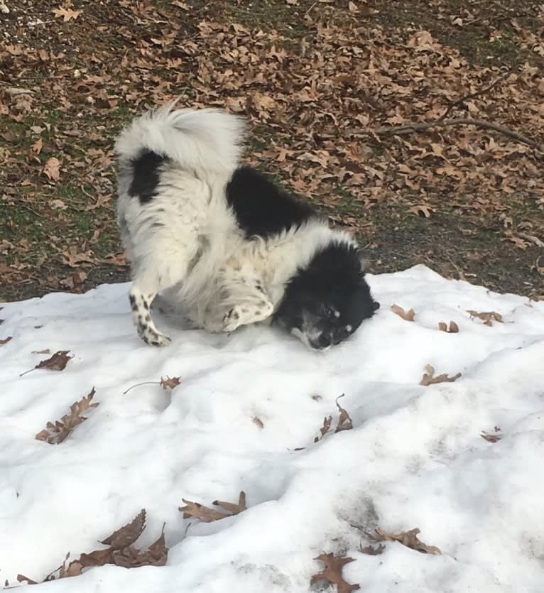 Piper, an American Eskimo Dog and Pomeranian mix tested with EmbarkVet.com