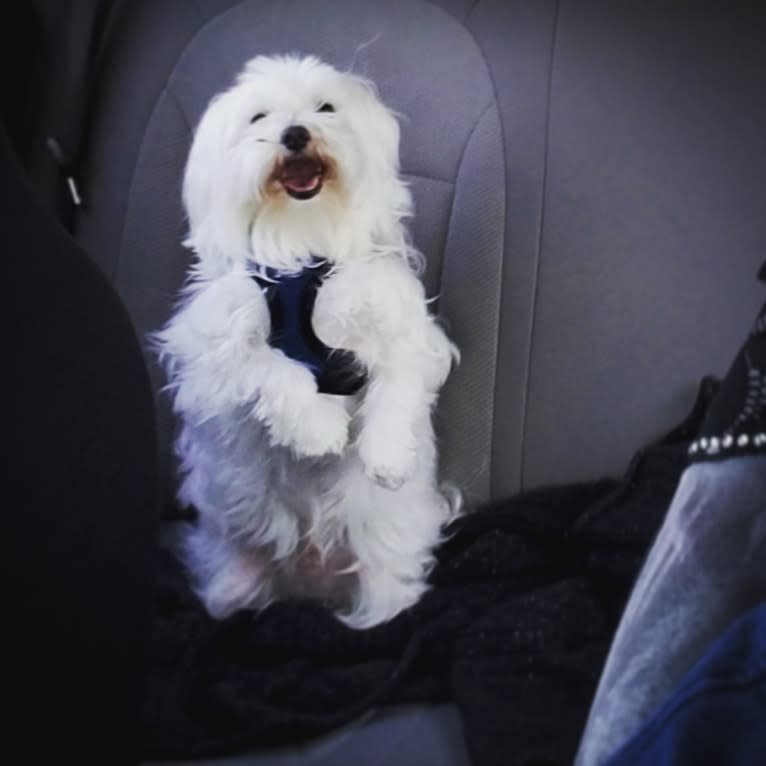 Oden, a Maltese tested with EmbarkVet.com