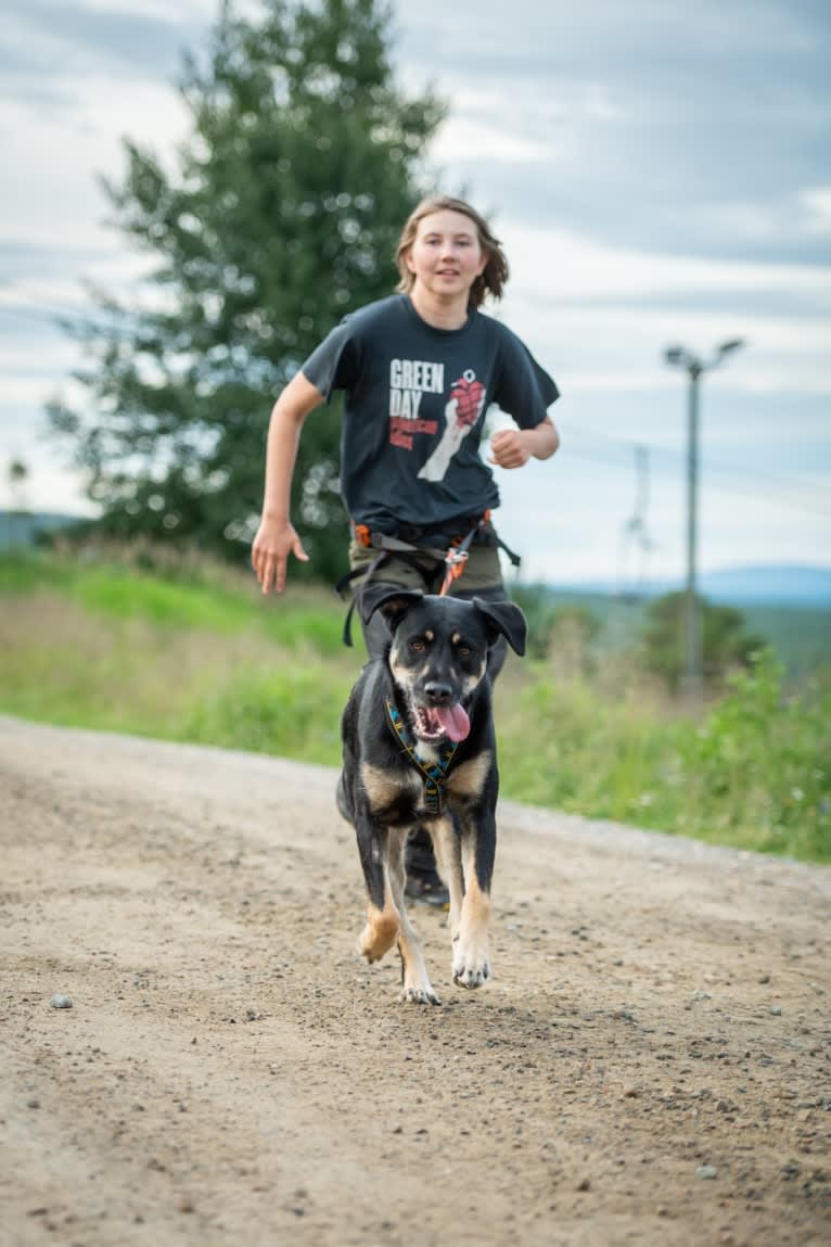 Super, a Western European Village Dog and American Pit Bull Terrier mix tested with EmbarkVet.com