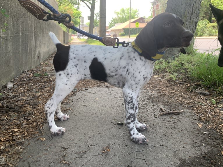 Jack, a German Shorthaired Pointer tested with EmbarkVet.com