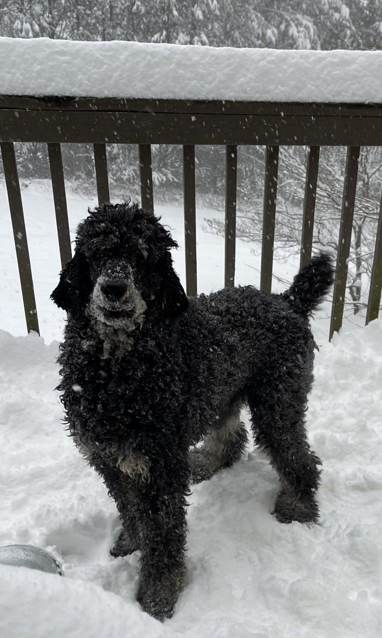 Finnley, a Poodle (Standard) tested with EmbarkVet.com