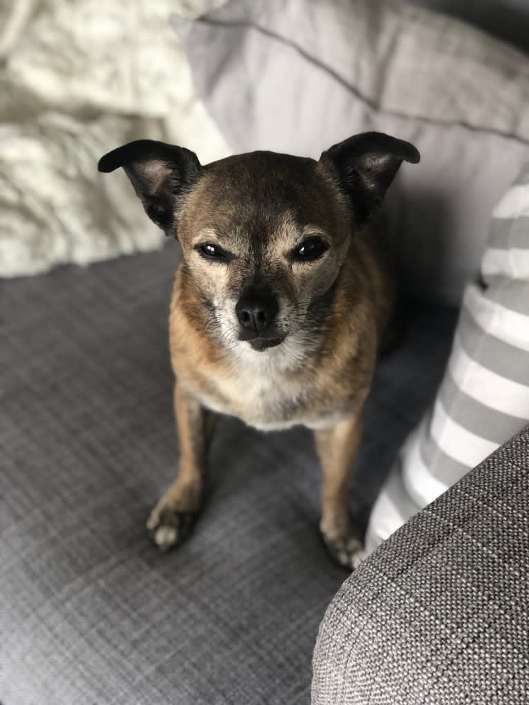 Lillian, a Chihuahua and Pomeranian mix tested with EmbarkVet.com