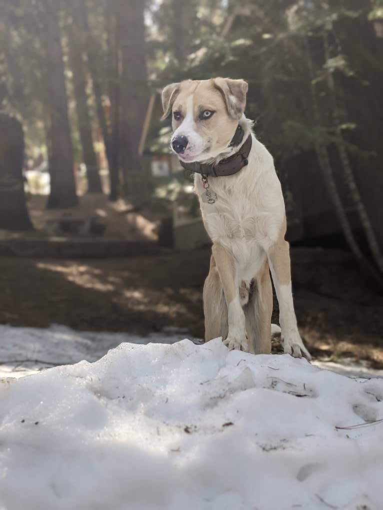 Archie, an Australian Shepherd and Jindo mix tested with EmbarkVet.com