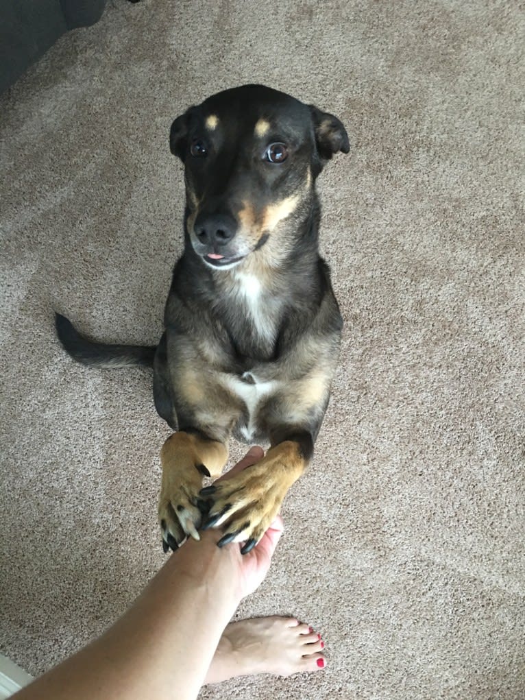 LOLA, an Australian Shepherd and Australian Cattle Dog mix tested with EmbarkVet.com