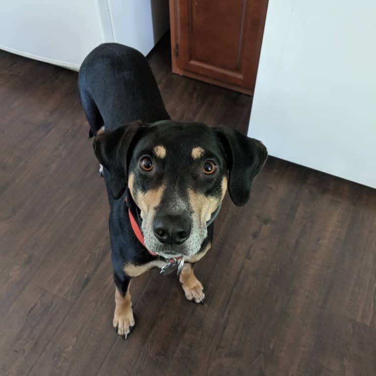 Halo, a Catahoula Leopard Dog tested with EmbarkVet.com