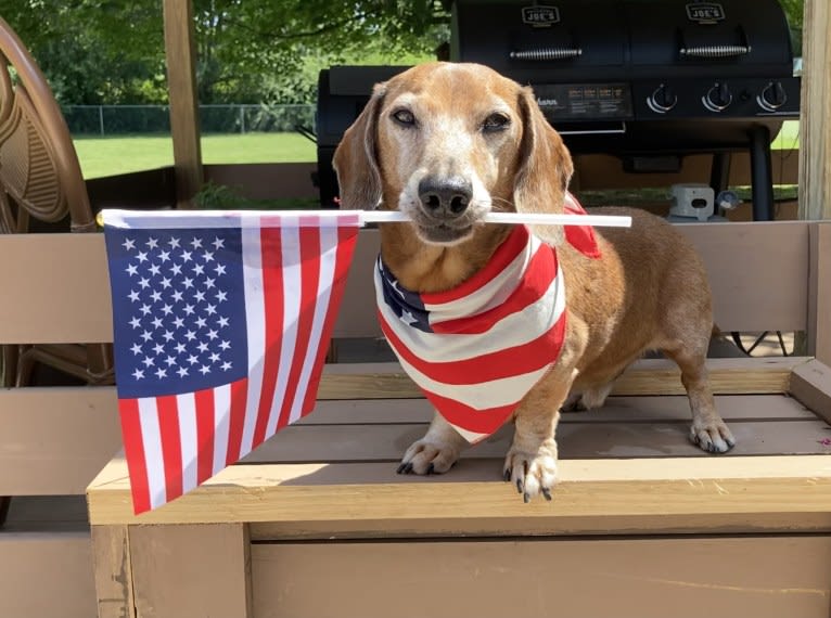 URO3 NI NE Jacob Levi RI SWA SHDNE CGCA TKP RATN RL1X RL2 RLV2X CW-ARA CW-DDA CW-Ob2A, a Dachshund tested with EmbarkVet.com