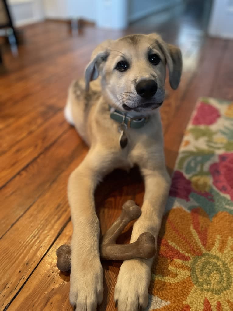 Sadie, a Great Pyrenees and German Shepherd Dog mix tested with EmbarkVet.com