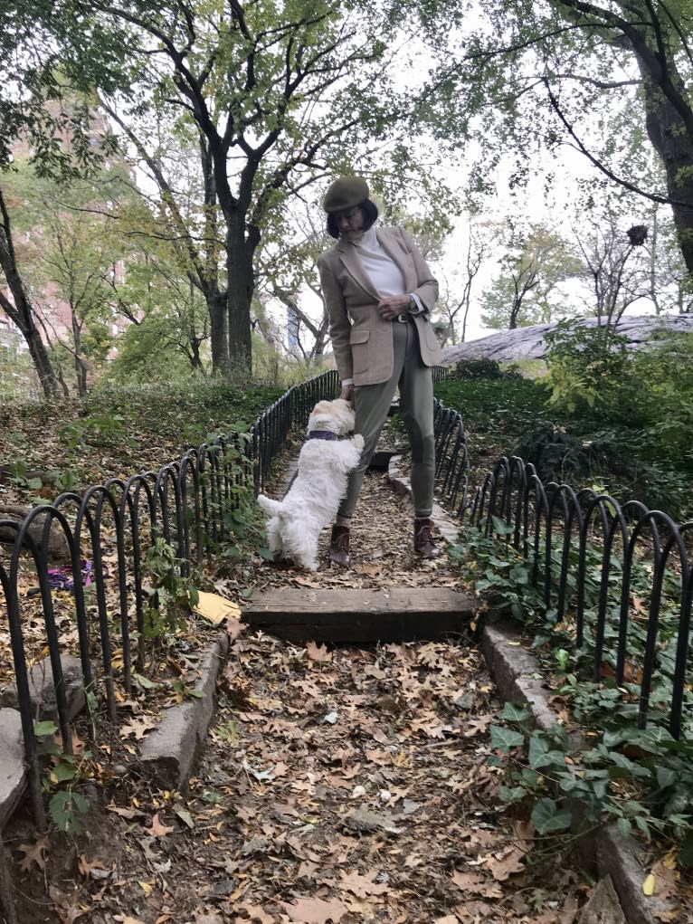 Pippa, a Sealyham Terrier tested with EmbarkVet.com