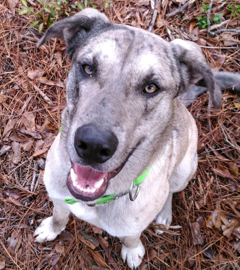 Luther, a Great Dane and Alaskan Malamute mix tested with EmbarkVet.com