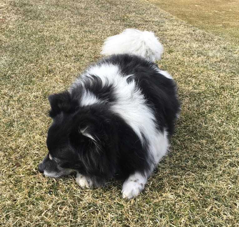 Piper, an American Eskimo Dog and Pomeranian mix tested with EmbarkVet.com