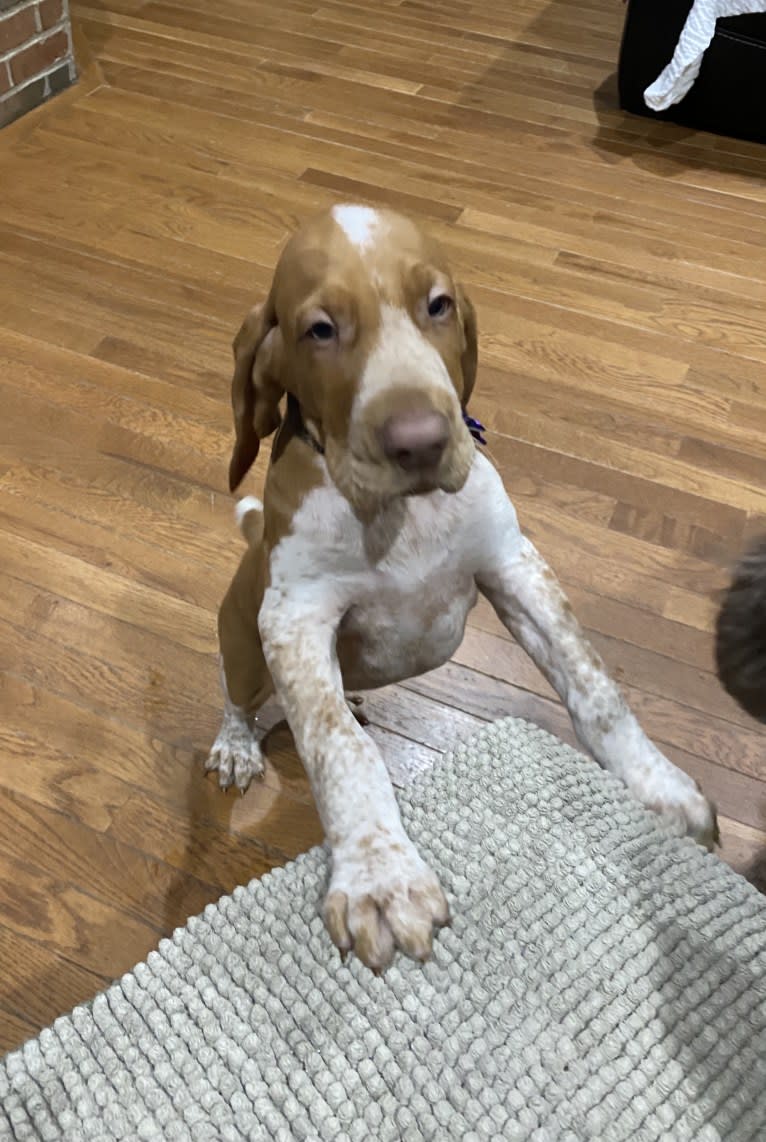 Archie, a Bracco Italiano tested with EmbarkVet.com