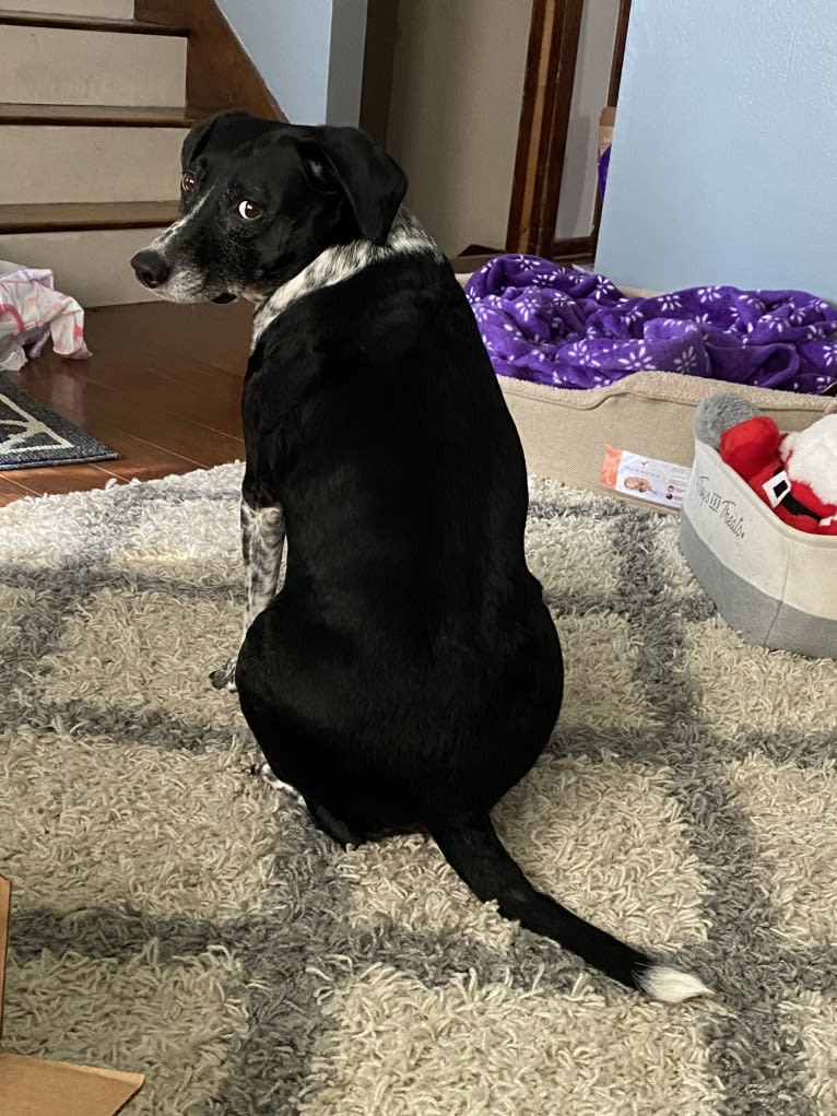 Izzy, a Dalmatian and Labrador Retriever mix tested with EmbarkVet.com