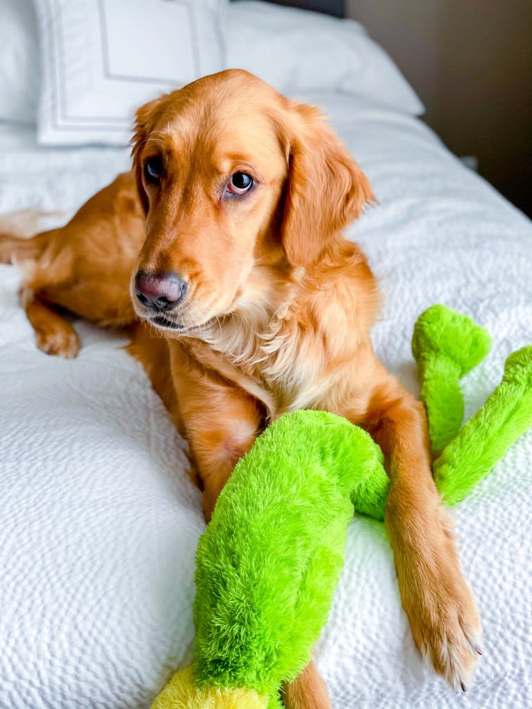 Emmie, a Golden Retriever tested with EmbarkVet.com