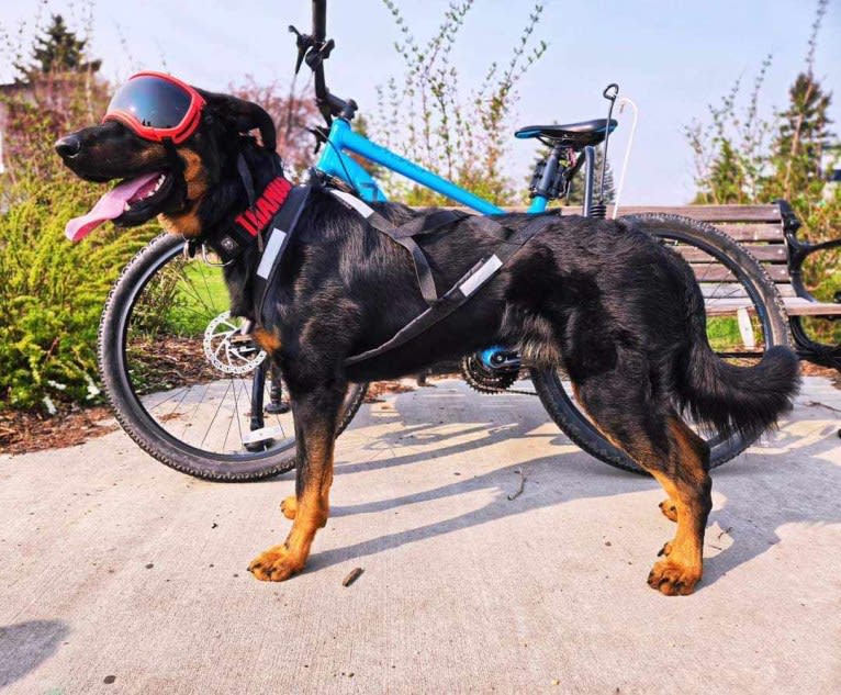 Thanos le Coeur Pur S CA SD-A-SP TT SDO, a Beauceron tested with EmbarkVet.com