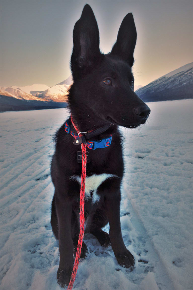 Floki, an Alaskan-type Husky tested with EmbarkVet.com