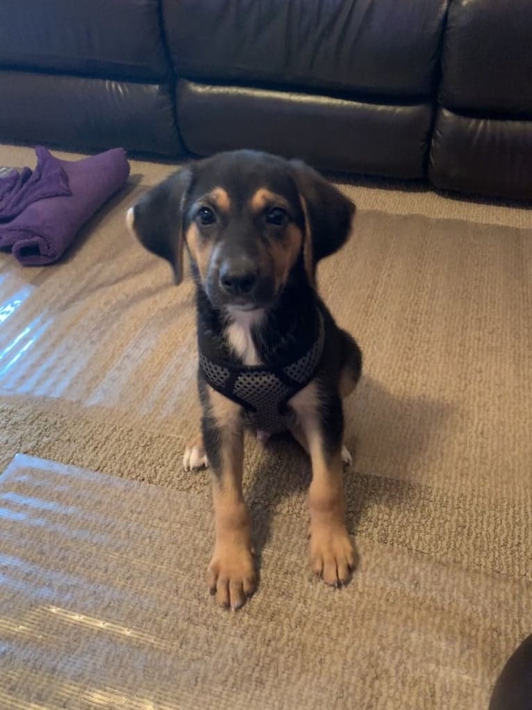 Leo, a German Shepherd Dog and Treeing Walker Coonhound mix tested with EmbarkVet.com