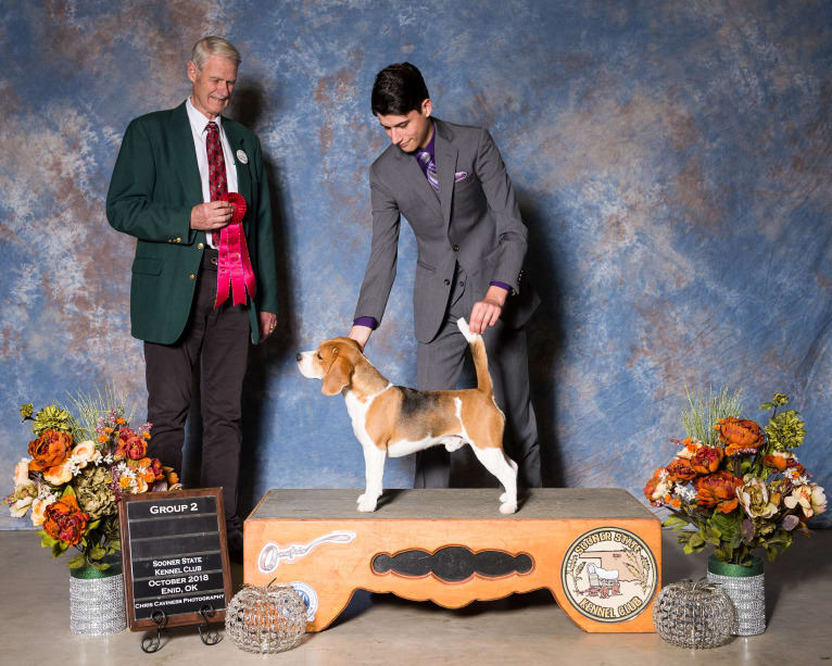 Coulson, a Beagle tested with EmbarkVet.com