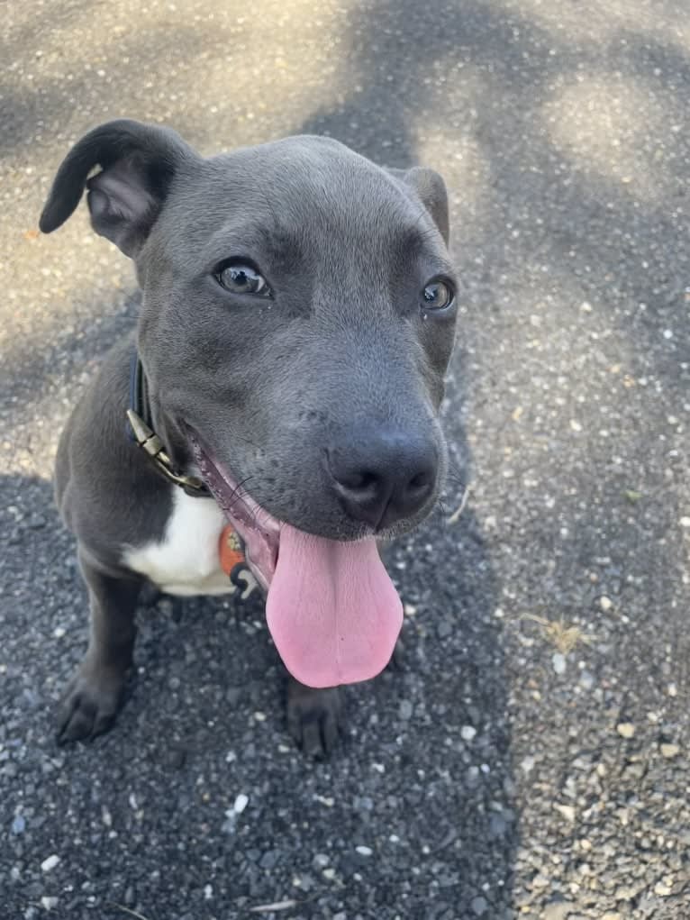 Oliver, an American Pit Bull Terrier tested with EmbarkVet.com
