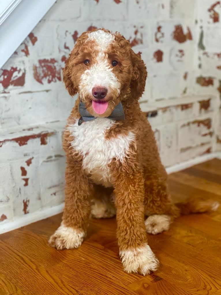 Clooney, a Goldendoodle tested with EmbarkVet.com