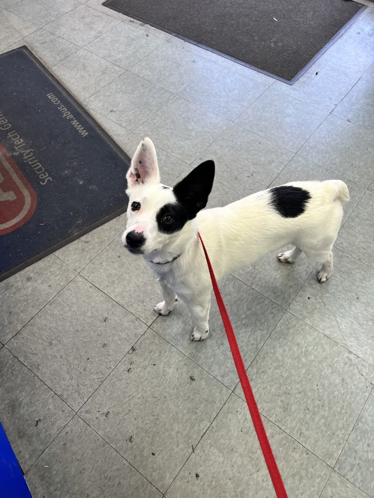 Luke Skywalker, an Australian Cattle Dog and Rat Terrier mix tested with EmbarkVet.com