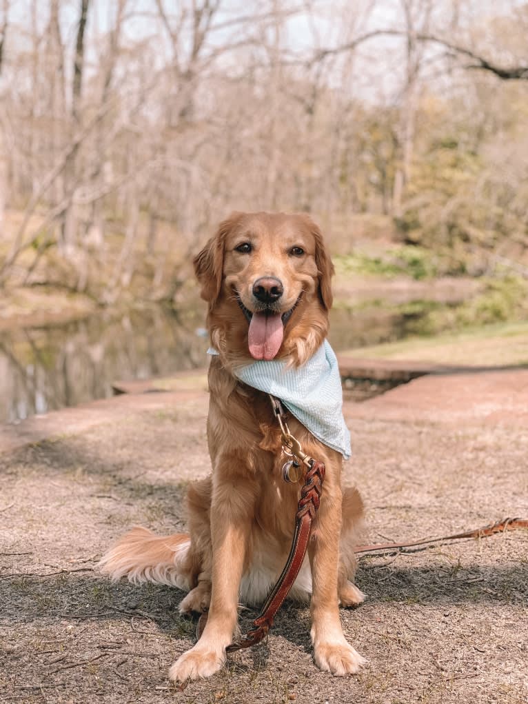 Marley, a Golden Retriever tested with EmbarkVet.com