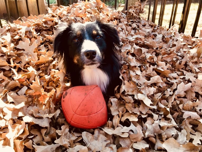 Gala, an Australian Shepherd tested with EmbarkVet.com