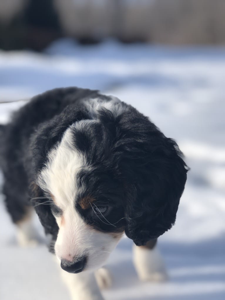 Lola, a Bernedoodle tested with EmbarkVet.com