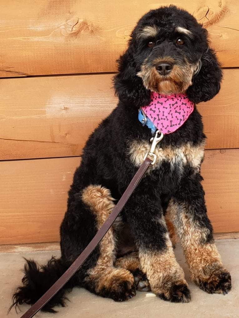 Huiterty Dixie Tulip, a Cockapoo tested with EmbarkVet.com