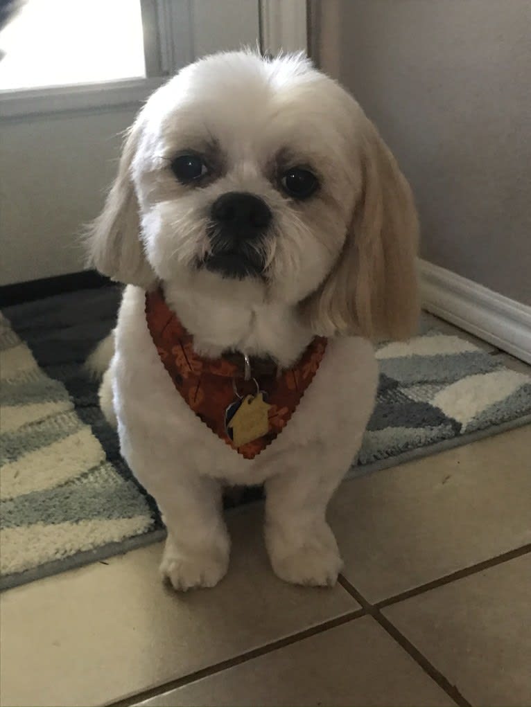 Photo of Duncan, a Lhasa Apso  in Fort Worth, Texas, USA