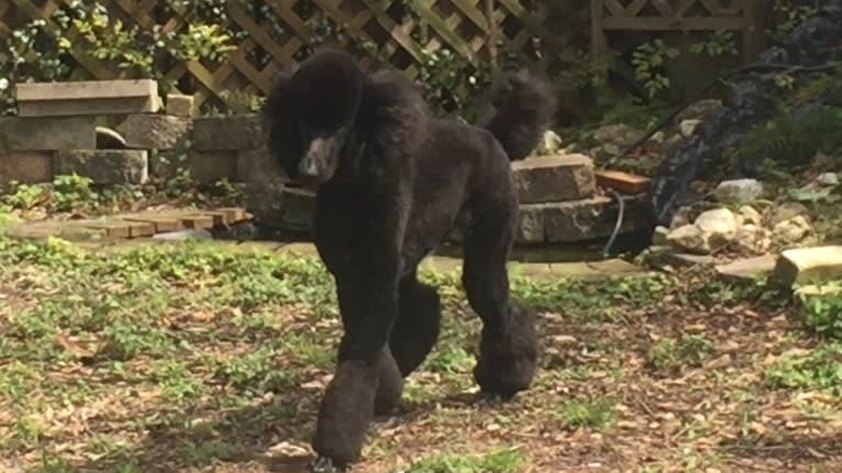 Tempi, a Poodle (Standard) tested with EmbarkVet.com