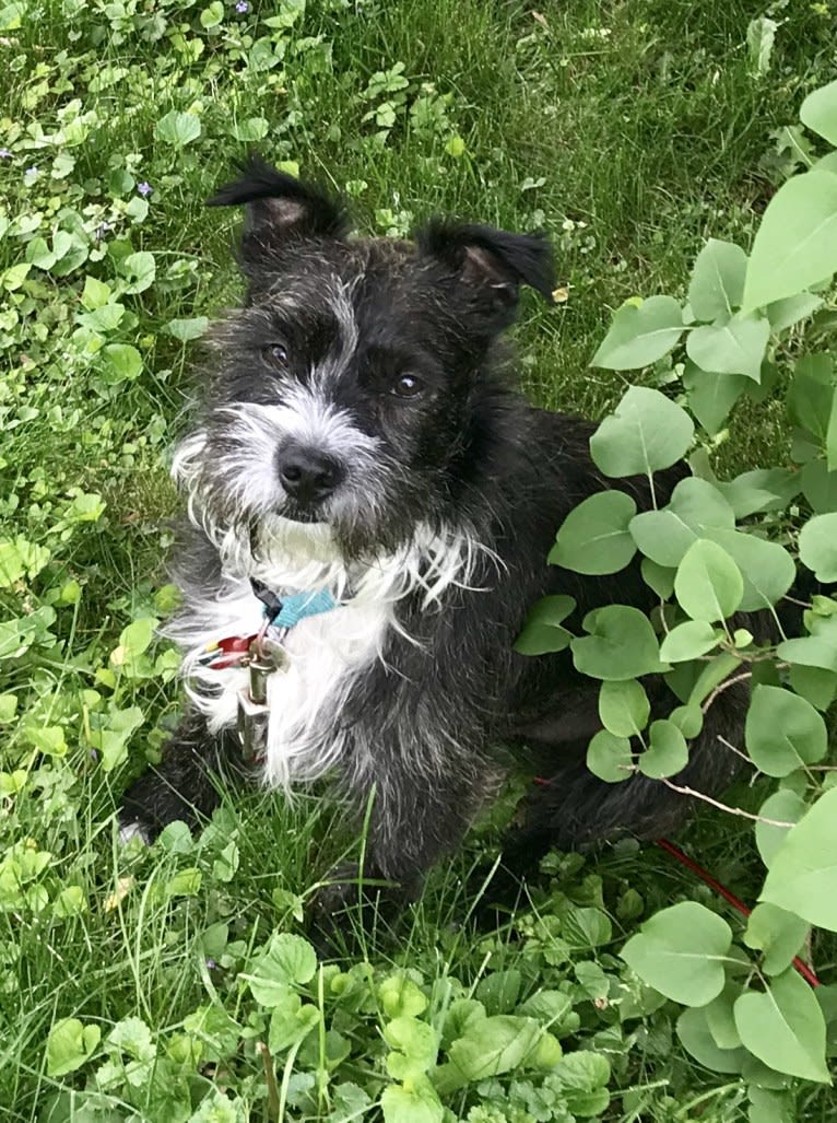 Gadget, a Boston Terrier and Havanese mix tested with EmbarkVet.com